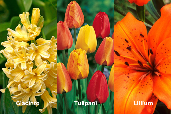 Giacinto-tulipani-Lillium-arancio-primavera-fiori-colori