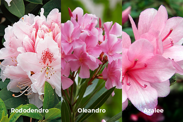 Rododendro-Oleandro-Azalee-piante-rosa-primavera-cespuglio