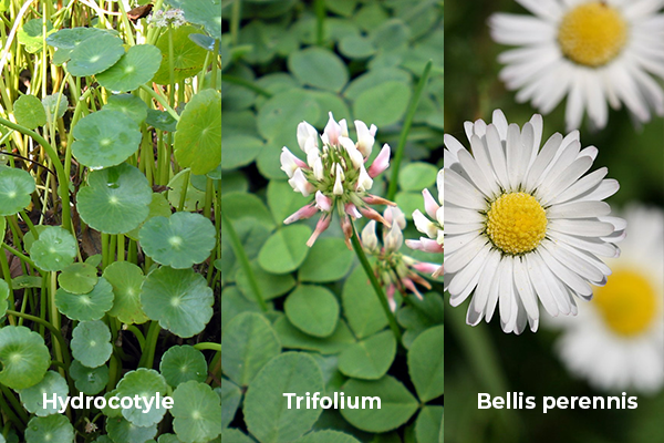hydrocotyle-trifolium-bellis-perennis-trifoglio-edera-margherita-primavera